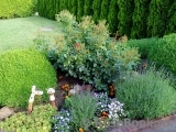 Black Forest Rose ® Black Forest Rose ®