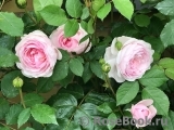 Olivia Rose Austin Olivia Rose Austin