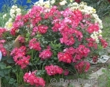 Candia Meillandecor Candia Meillandecor