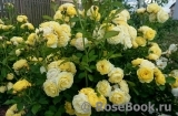 Golden Border Golden Border
