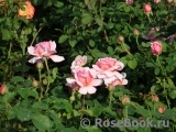 Princess Alexandra of Kent Princess Alexandra of Kent
