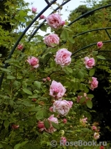 Blossomtime Blossomtime
