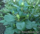 Menta ® Menta ®