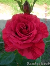 Red Intuition Red Intuition
