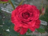 Red Intuition Red Intuition