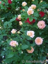 Augusta Luise Augusta Luise