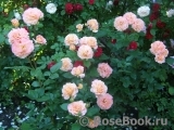 Augusta Luise Augusta Luise
