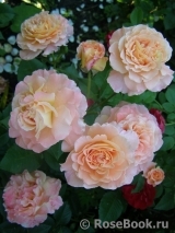 Augusta Luise Augusta Luise