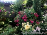 Super Excelsa Super Excelsa