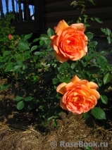 Lady of Shalott Lady of Shalott
