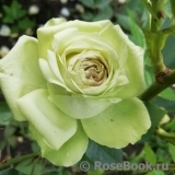 Lovely Green ® Lovely Green ®