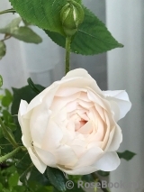 Desdemona Desdemona