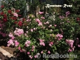 Brentano-Rose Brentano-Rose