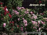 Brentano-Rose Brentano-Rose