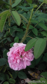 Diaphane Diaphane