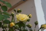 Golden Border Golden Border