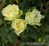 Luviana ® Luviana ®