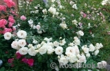 Lions Rose Lions Rose