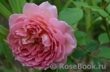 Jubilee Celebration® Jubilee Celebration®