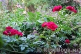 Red Fairy 