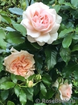 Chandos Beauty Chandos Beauty