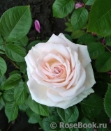 Madame Anisette ® Madame Anisette ®