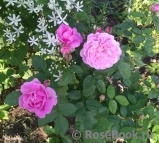 Mary Rose Mary Rose