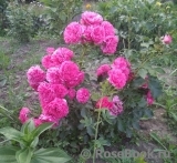 Rosarium Uetersen Rosarium Uetersen