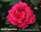 Rosier Rose Lalande de Pomerol ® Rosier Rose Lalande de Pomerol ®