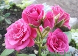 Lovely Lydia® Lovely Lydia®