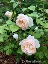 Desdemona Desdemona