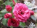 Lovely Lydia® Lovely Lydia®