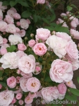 Heavenly Pink Heavenly Pink