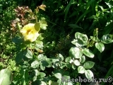 Goldilocks Goldilocks