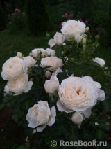 Cream Abundance Cream Abundance