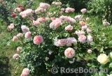 Abraham Darby Abraham Darby