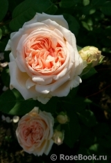 Antico Amore Antico Amore