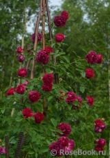 Rosengarten Zweibrücken ® Rosengarten Zweibrücken ®