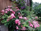 Brewood Belle Brewood Belle