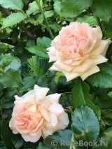 Chandos Beauty Chandos Beauty