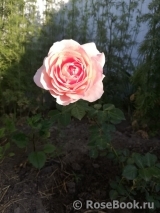 Abraham Darby Abraham Darby