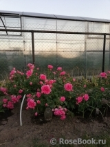 Rosarium Uetersen Rosarium Uetersen
