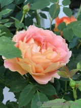 Lady of Shalott Lady of Shalott