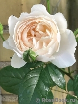 Desdemona Desdemona
