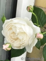 Desdemona Desdemona