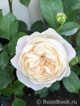 Desdemona Desdemona