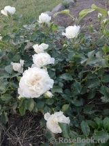 White Meidiland White Meidiland