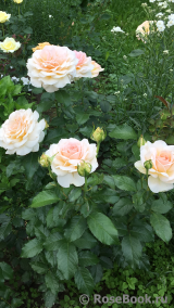 Chandos Beauty Chandos Beauty