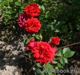 Red Det 80 ® Red Det 80 ®