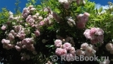 Pink Ghislaine de Féligonde ® Pink Ghislaine de Féligonde ®